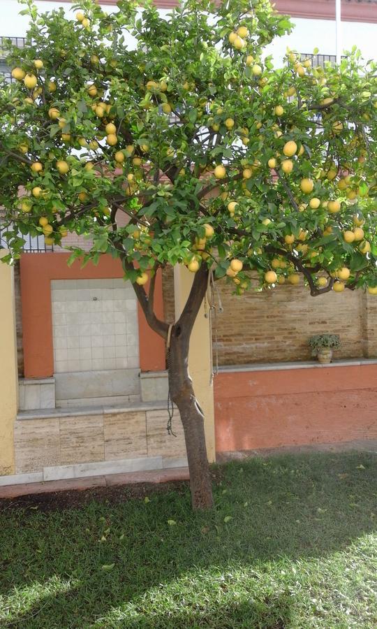 Lemon Garden Hostel Sevilla Exterior foto